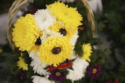 Puppy bouquets