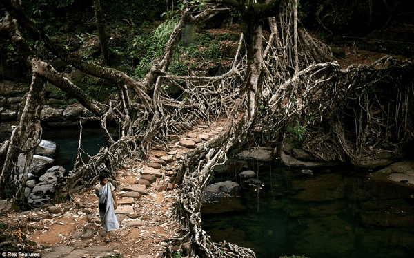 Bridges made from roots