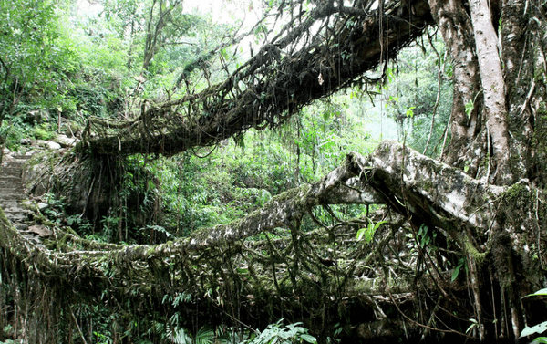 Bridges made from roots