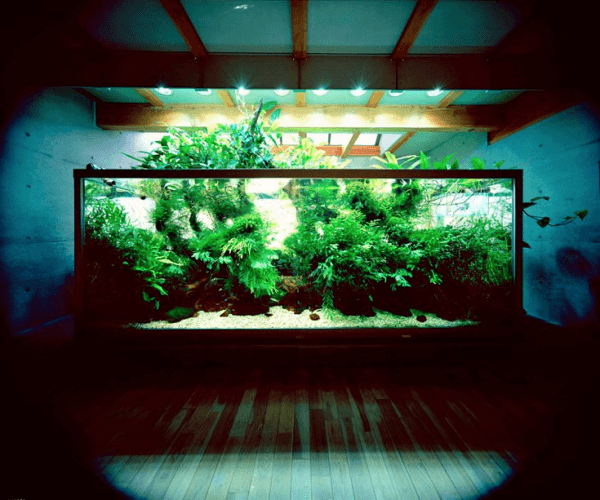 Nature Aquariums and Aquascaping Inspiration