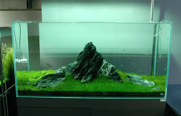 Nature Aquariums and Aquascaping Inspiration