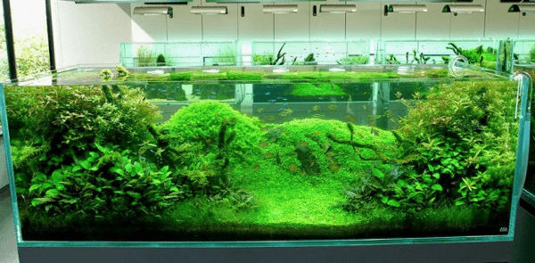 Nature Aquariums and Aquascaping Inspiration