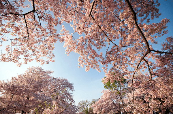 Gorgeous Cherry Blossoms Celebrate Spring