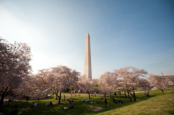 Gorgeous Cherry Blossoms Celebrate Spring
