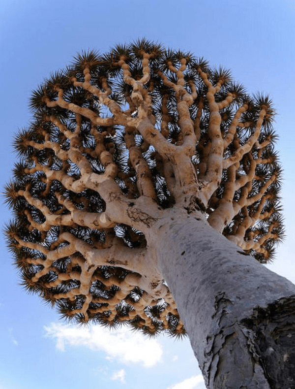 10 Weirdest Trees On Earth