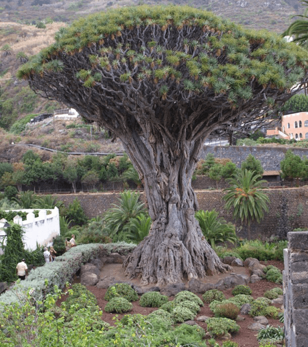 10 Weirdest Trees On Earth