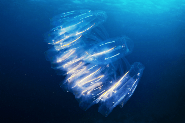 Mystical Jellyfish in the Red Sea