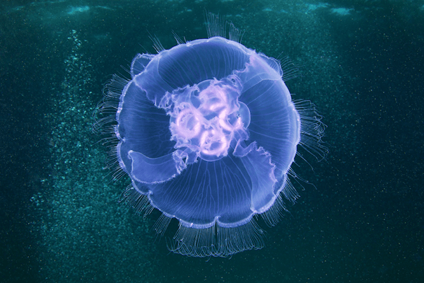 Mystical Jellyfish in the Red Sea