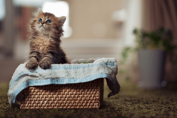 The Cutest Little Kitten in the World