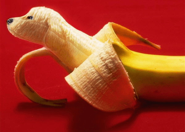 Creative Fruit Animal Art