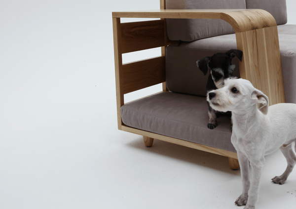 the dog house sofa