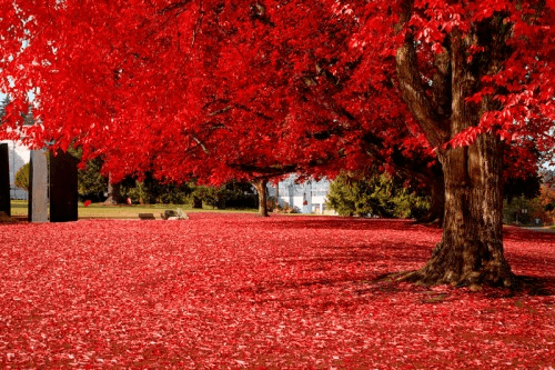Autumn Pictures