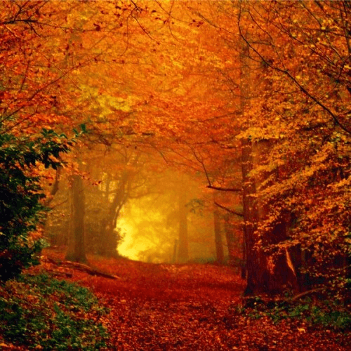 Autumn Pictures