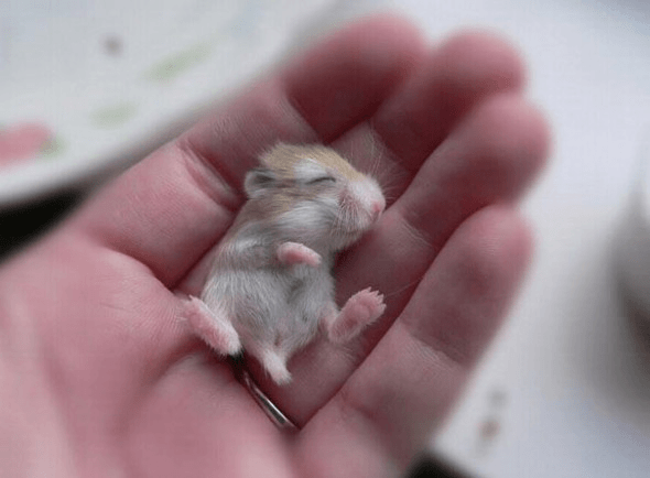 Cutest Baby Animals in the World