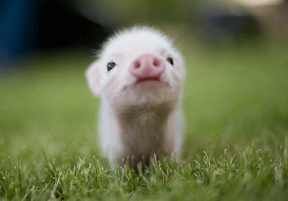 Cutest Baby Animals in the Worlds