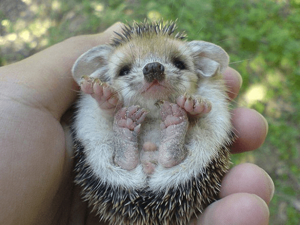 Cutest Baby Animals in the Worlds