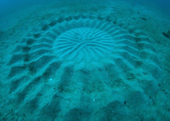 The Deep Sea Mystery Circle
