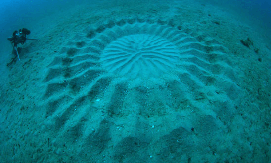 The Deep Sea Mystery Circle
