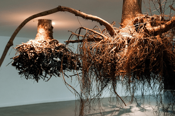 Tree Root Chandeliers