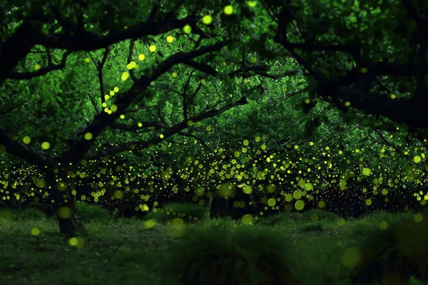 Magical Long Exposure Photos of Fireflies in Japan