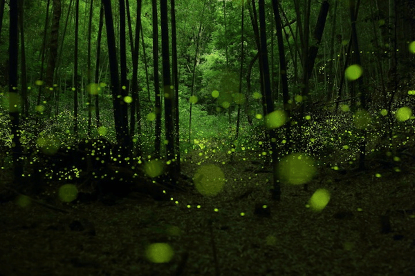 Magical Long Exposure Photos of Fireflies in Japan
