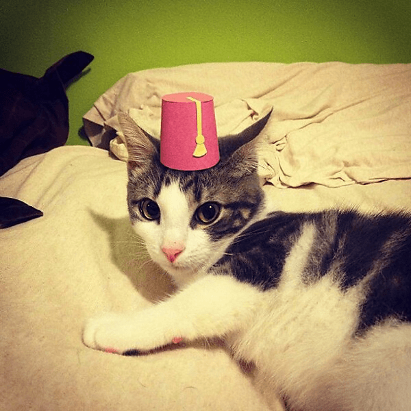 Three-legged Cat in Tiny Hats