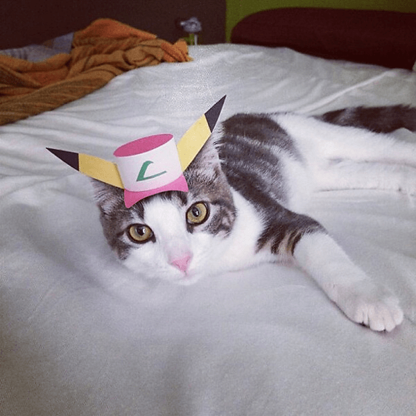 Three-legged Cat in Tiny Hats