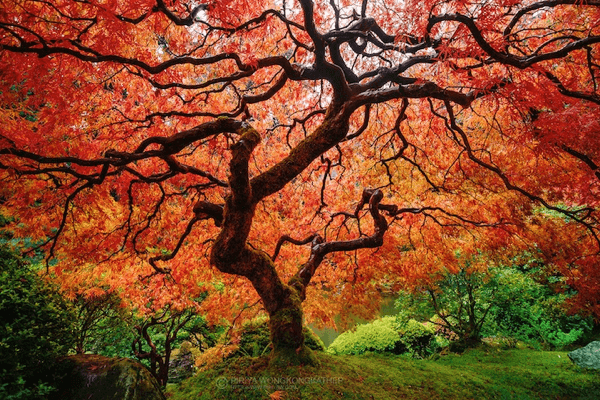 Fall Trees Exploding with Color
