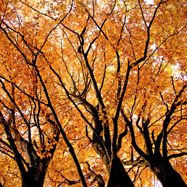 Fall Trees Exploding with Color