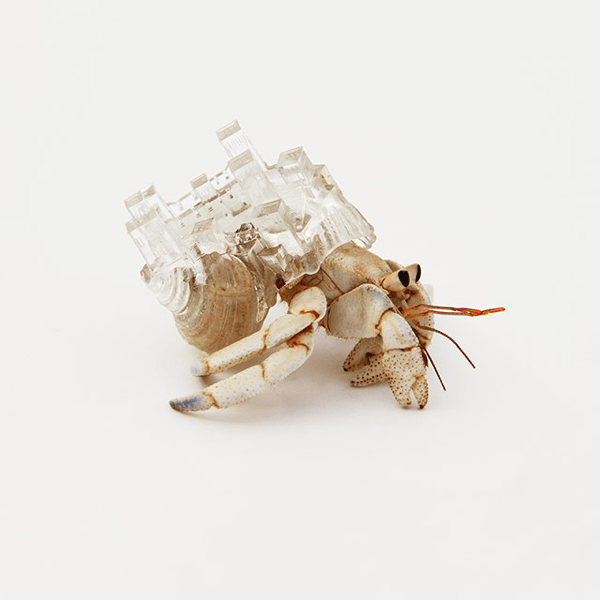 3D Printed Hermit Crab Shell