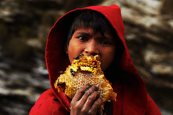 Honey Hunting in Nepal