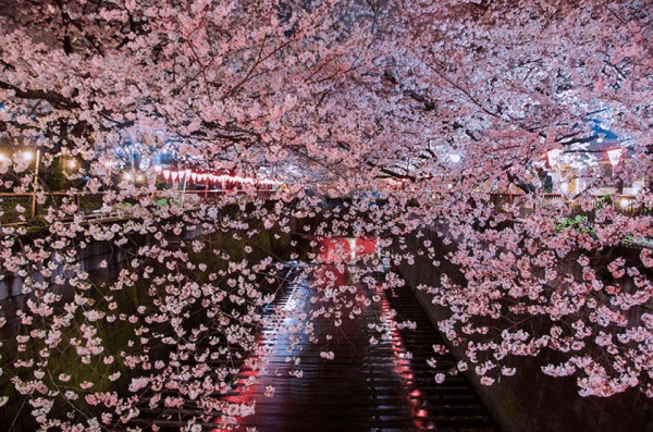 Cherry Blossom 2014