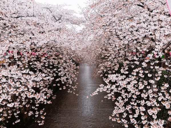 Cherry Blossom 2014