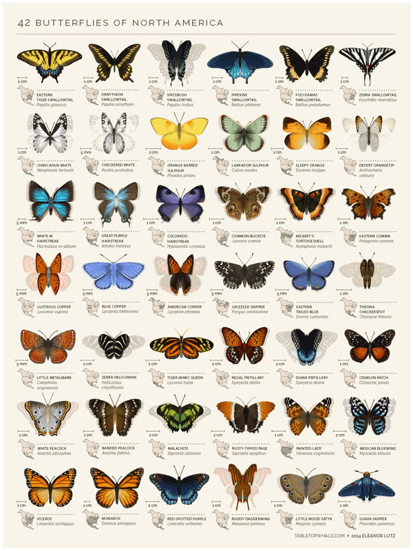 42 Butterflies of North America