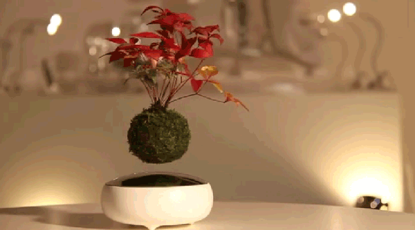 air-bonsai