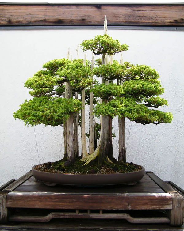 Most Beautiful Bonsai Trees