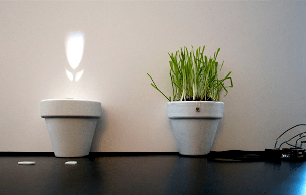 Plants of Light