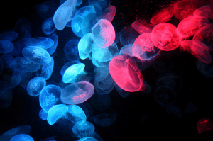幻想的で宇宙を感じるクラゲ - Jellyfish -