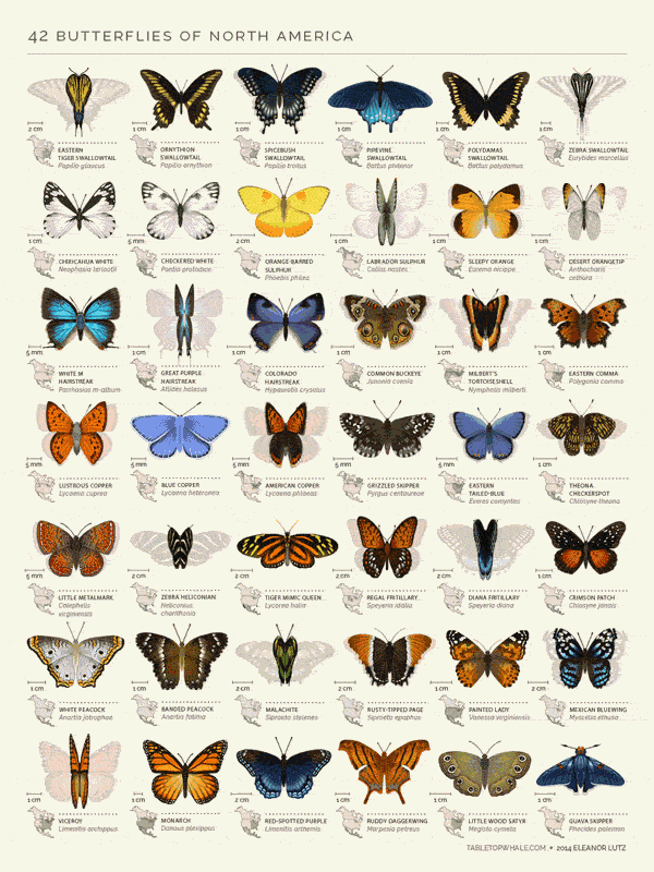 これがあったら楽しく勉強できたのに！未来の「図鑑」を感じさせる美しい蝶の標本 - 42 Butterflies of North America