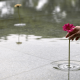 波紋に癒される。水面に咲かせるステキな発想の花瓶 - Floating Vase RIPPLE