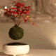 星の王子さまがいそうな盆栽！宙に浮いてる不思議な「Air Bonsai」